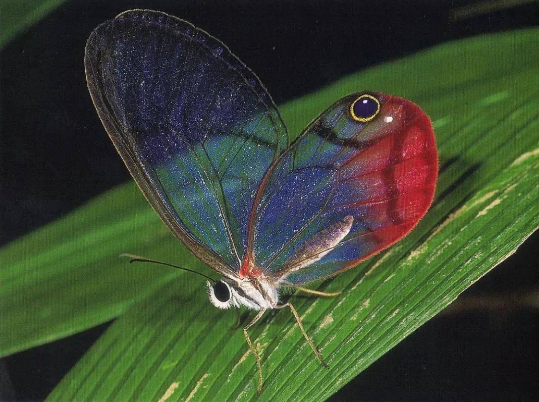 凤蝶_翅膀_闪蝶