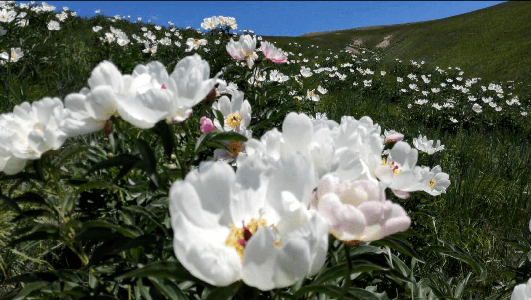 草原上的芍藥花開正當時就是要你眼花繚亂