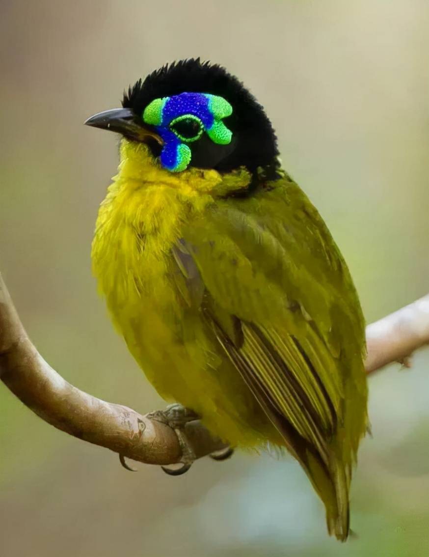 真像小企鹅呀威尔逊天堂鸟,这个尾羽好有趣呀好朋友简简单单,好情谊清