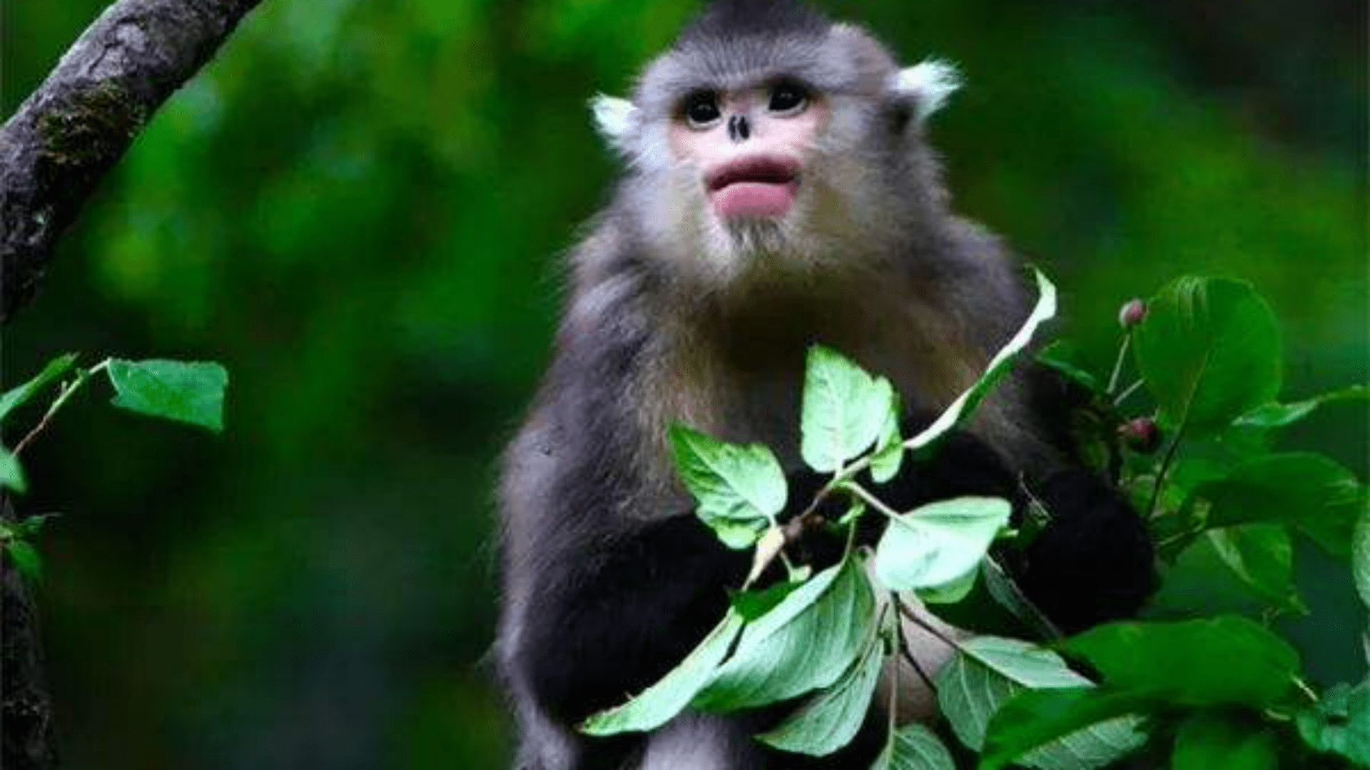 全世界猴子品种大全图片