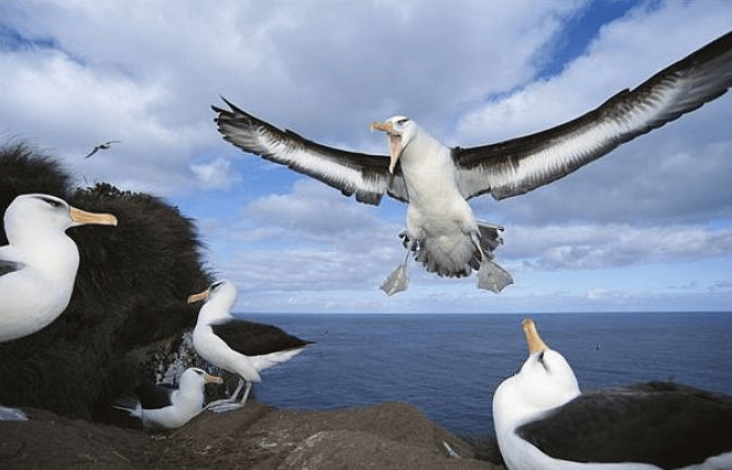 白色羽毛的飞鸟你见过吗?