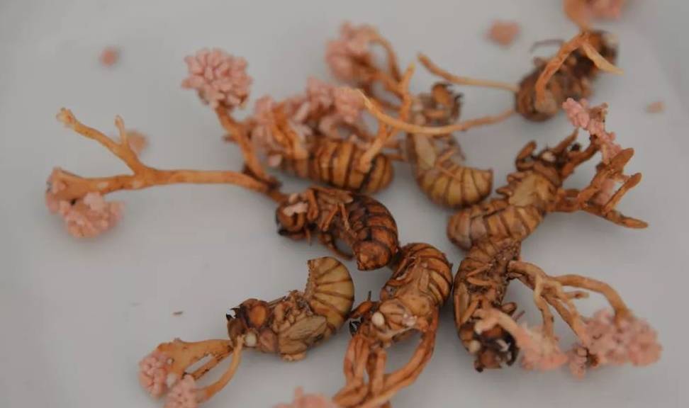 金蝉头上长草见过吗遇到一定要珍惜堪比冬虫夏草是名贵中药