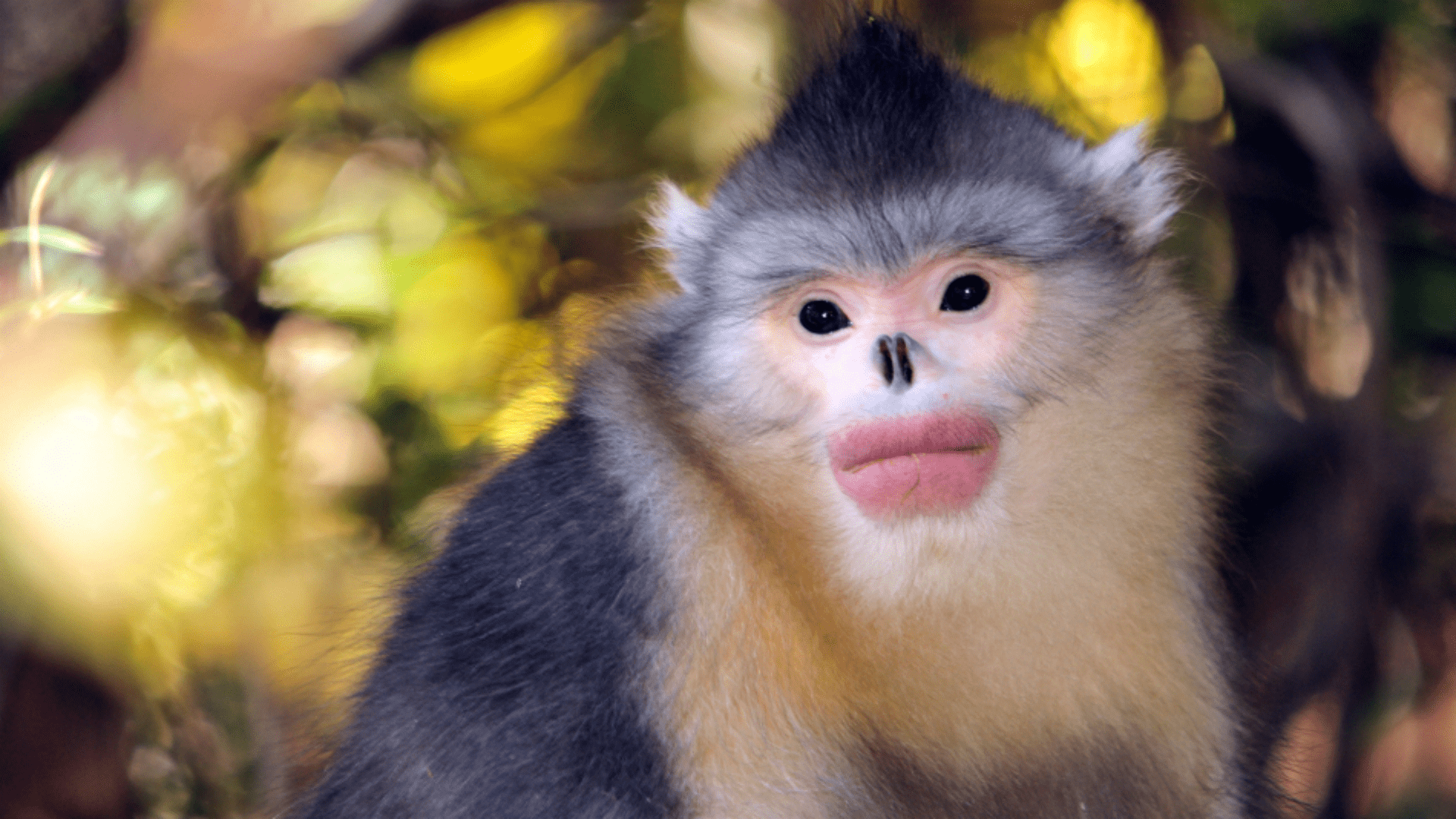 原创会笑的猴子滇金丝猴世界上唯一的最接近人类的红嘴唇动物