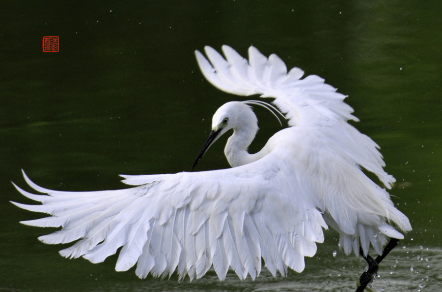 原创白色羽毛的飞鸟你见过吗一种完美得像天使一种似古代谦谦君子
