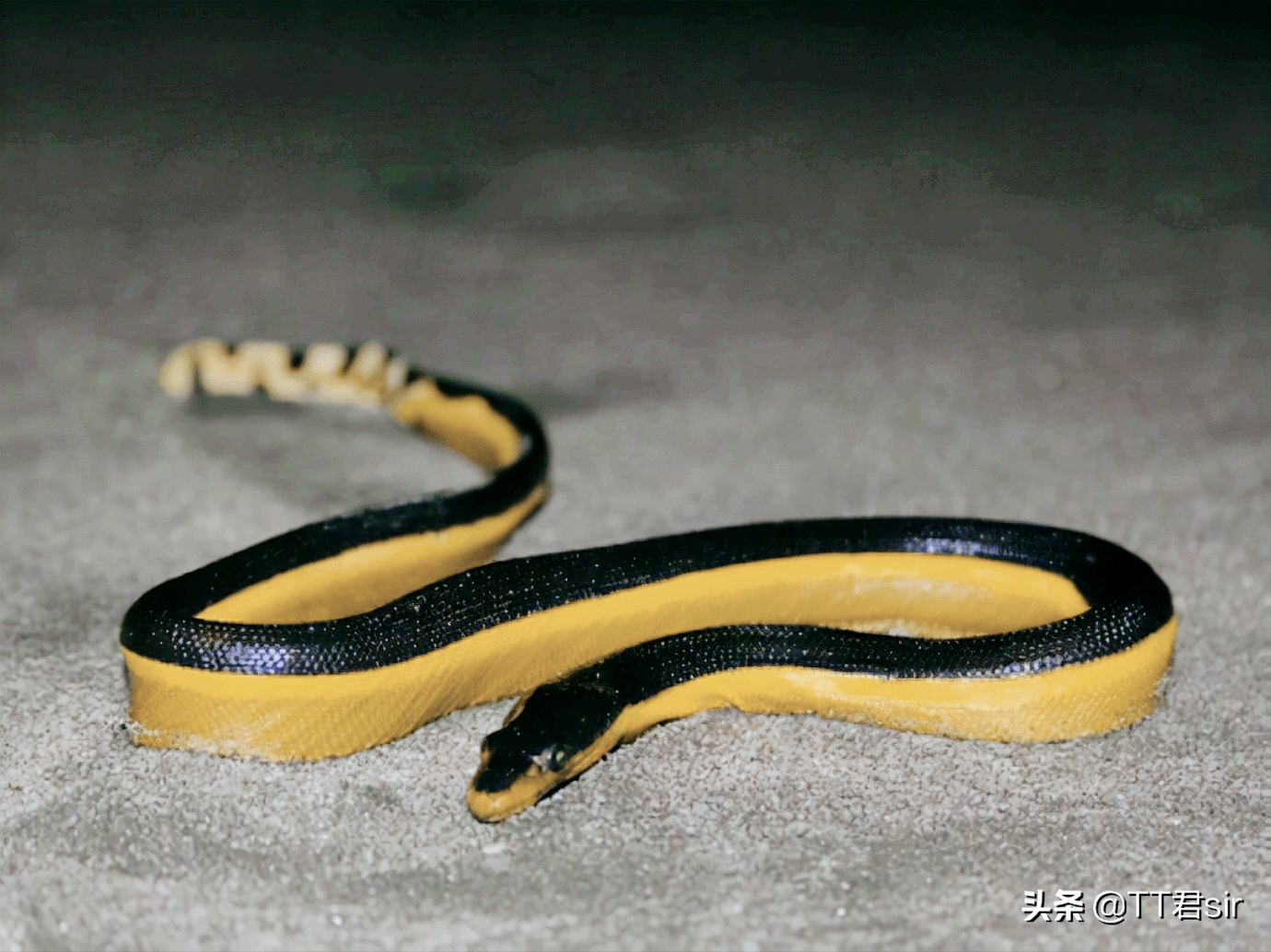 黄腹海蛇的毒性是眼镜蛇10倍,为何它们的致命性远比不过眼镜蛇?