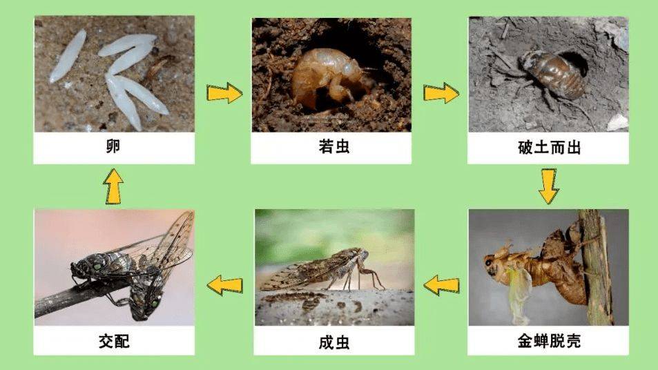 蝉的一生生物学上将不完全变态昆虫的幼年期叫做若虫,蝉的若虫一般是
