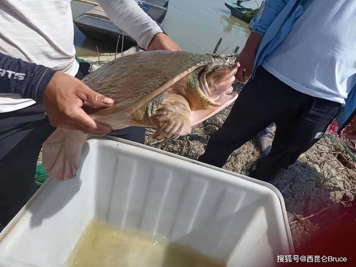 原創價值1280元江蘇漁民捕獲16斤甲魚剛放生就抓回竟是外來物種