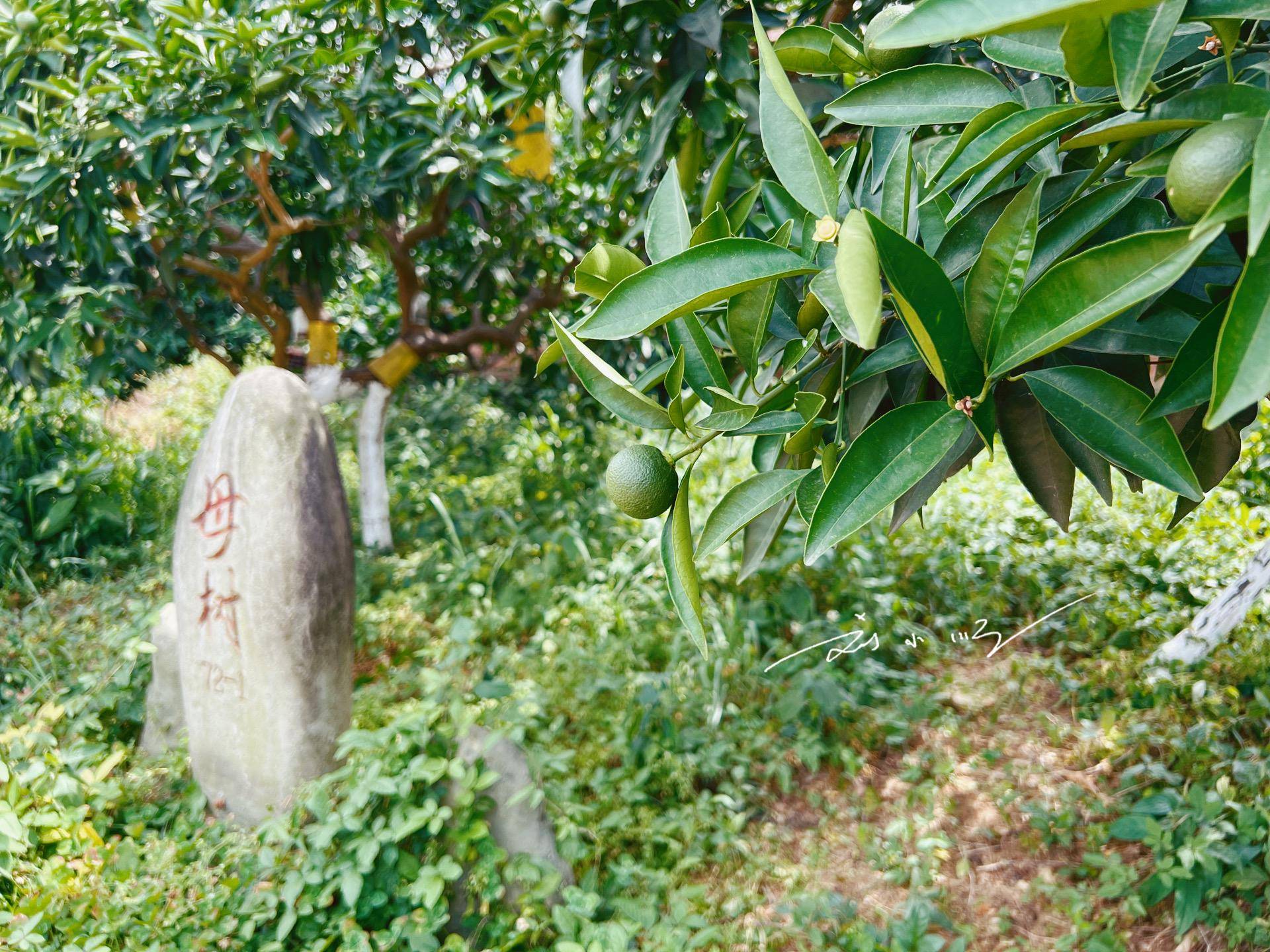 原创重庆奉节最值钱的脐橙树已经快70岁每年采摘权都拍出天价