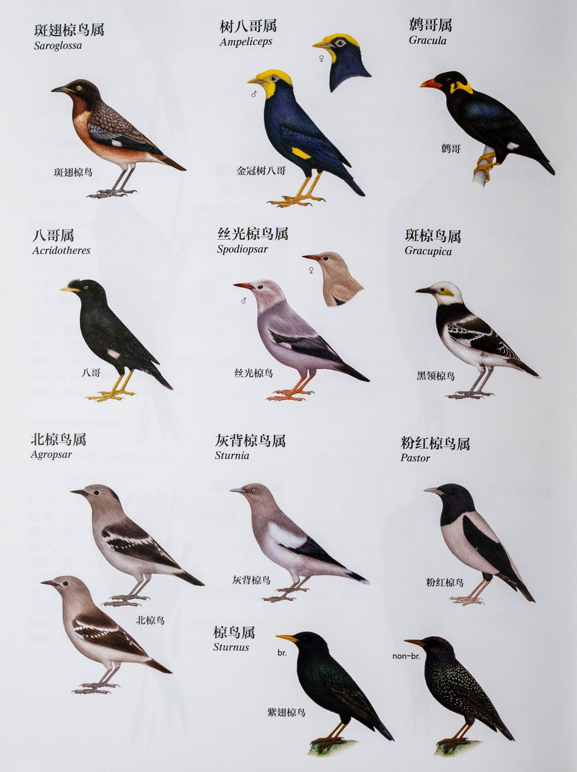 东江揽胜 鸟类观察手册 27 雀形目之椋鸟科 白色 黑色 深灰色
