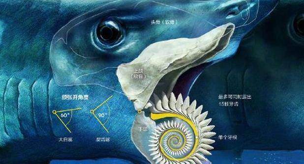 有科学家猜测,旋齿鲨的牙齿完全的充满了下颌骨.