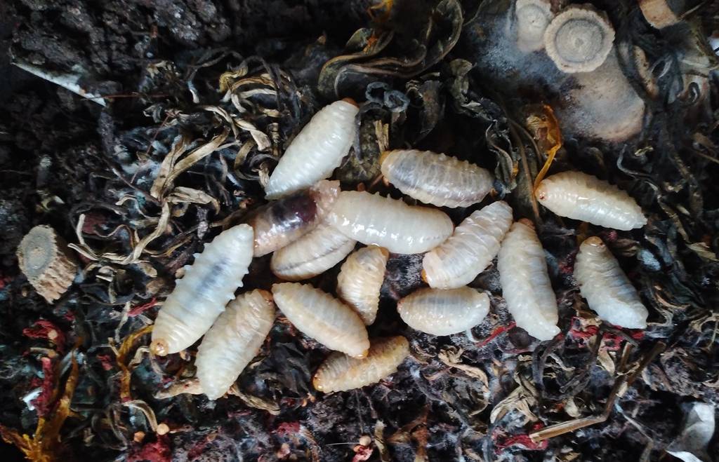 原创寒冬里的马蜂妈妈每天都要丢弃蜂宝宝