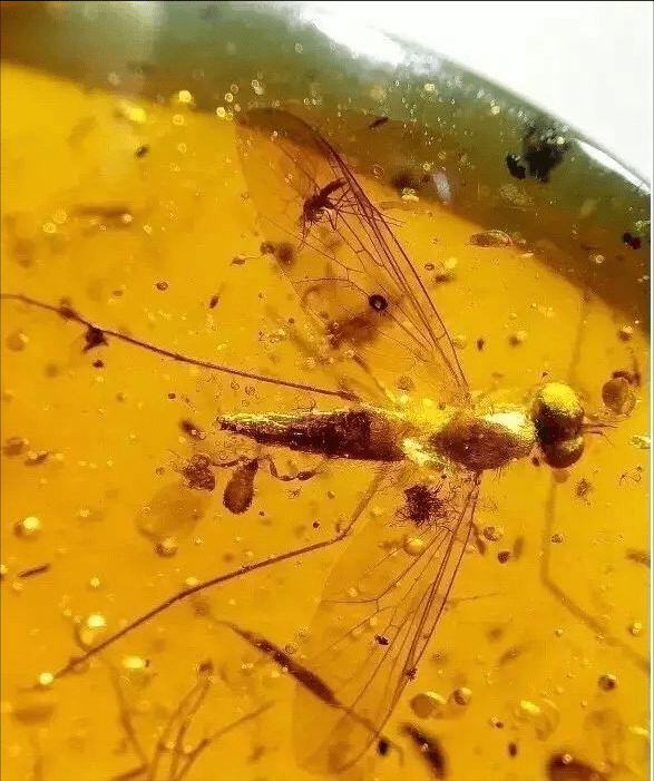 琥珀里的昆虫是怎么保存下来的科学家发现更多远古秘密松岗琥珀博物馆