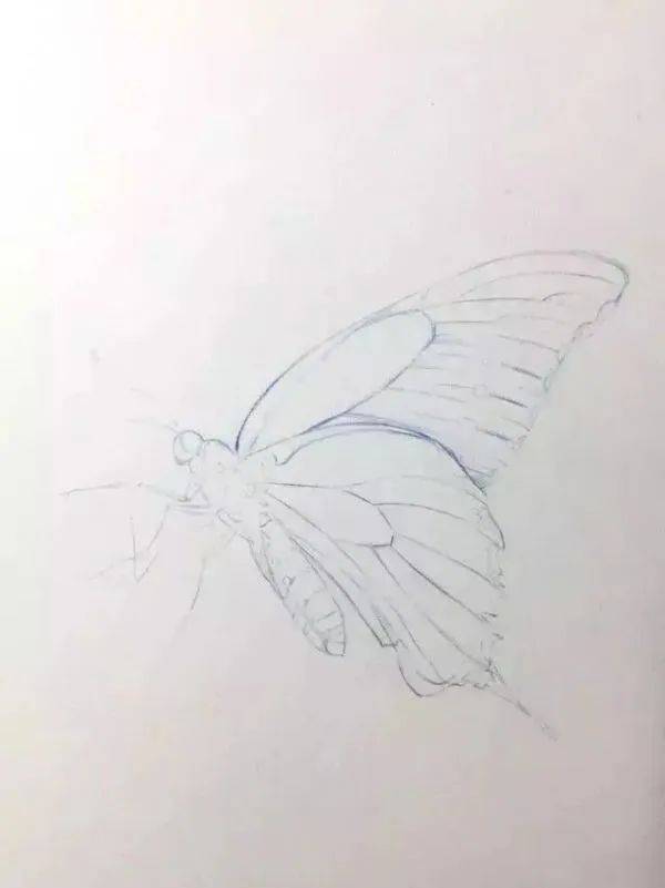 零基础彩铅画入门教程视频彩铅素描入门自学教程