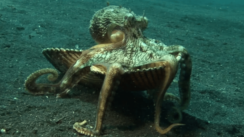 有9个脑袋的章鱼,一生忙着生长,忙着交配,忙着死亡_精子_触角_大脑