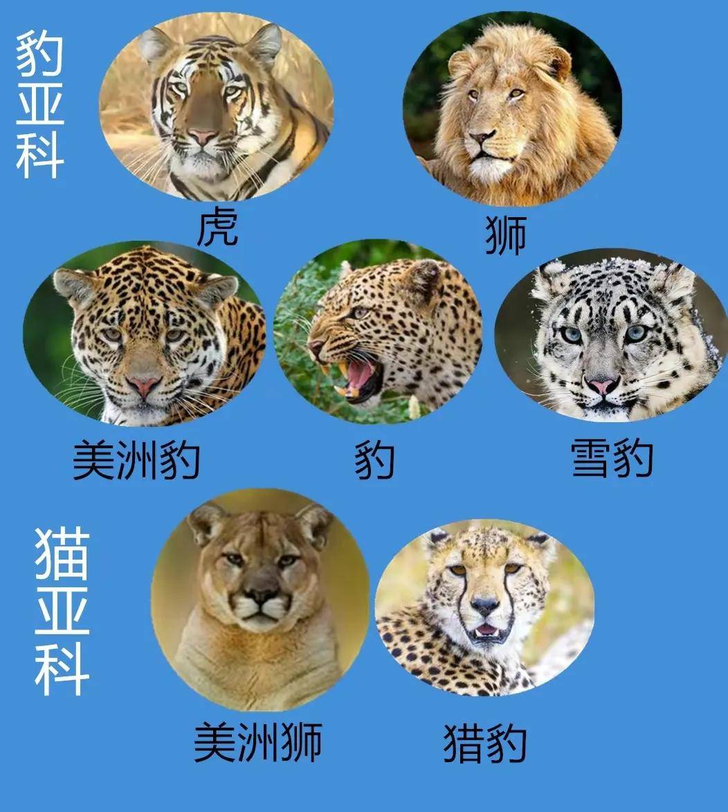 原創豹屬五個物種全是大型貓科動物它們的生存現狀怎麼樣了