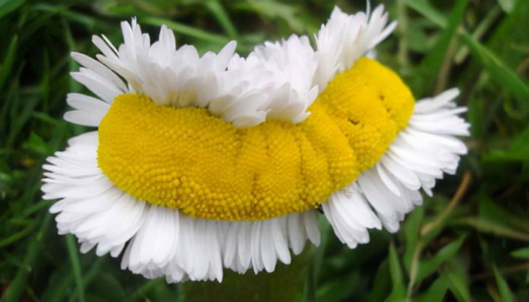 具有争议的十种变异物种在印度被人膜拜真的存在猪生象吗