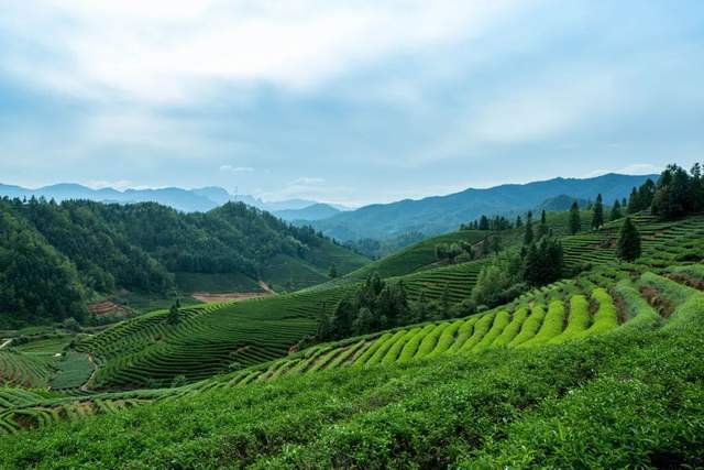 景区免门票助力旅游复苏 亏本营销还是大势所趋？