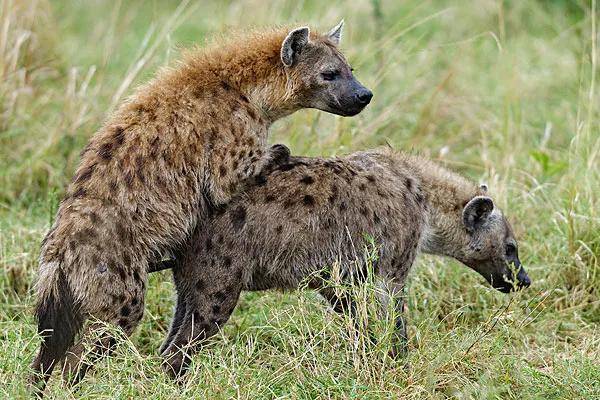 非洲斑鬣狗被称为非洲二哥掏缸王,猎杀其他动物时是靠分泌气体吗