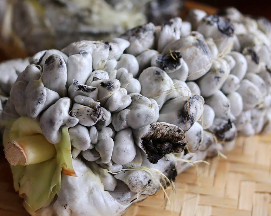 ",说得通俗一点,它是一种"病",科学上称为"黑穗病",也叫玉米黑粉,灰包