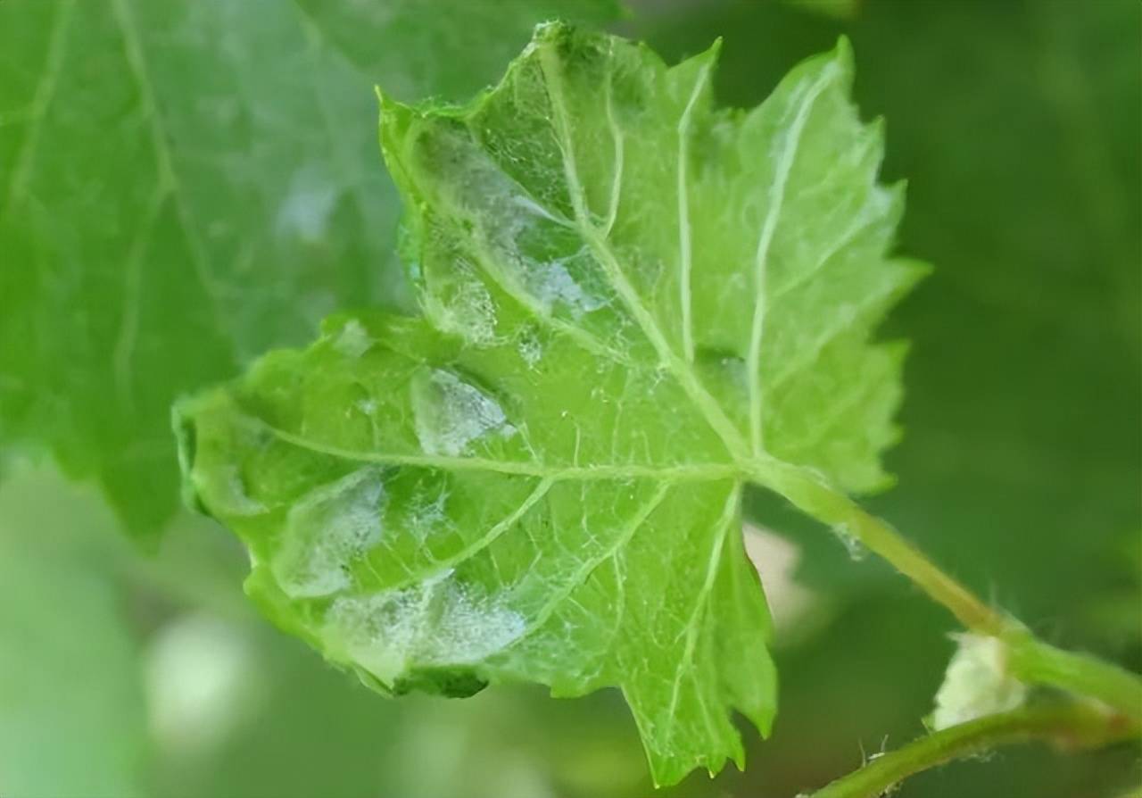 葡萄虫害总结篇——图文解说(含防治方法)_危害_叶片_药剂
