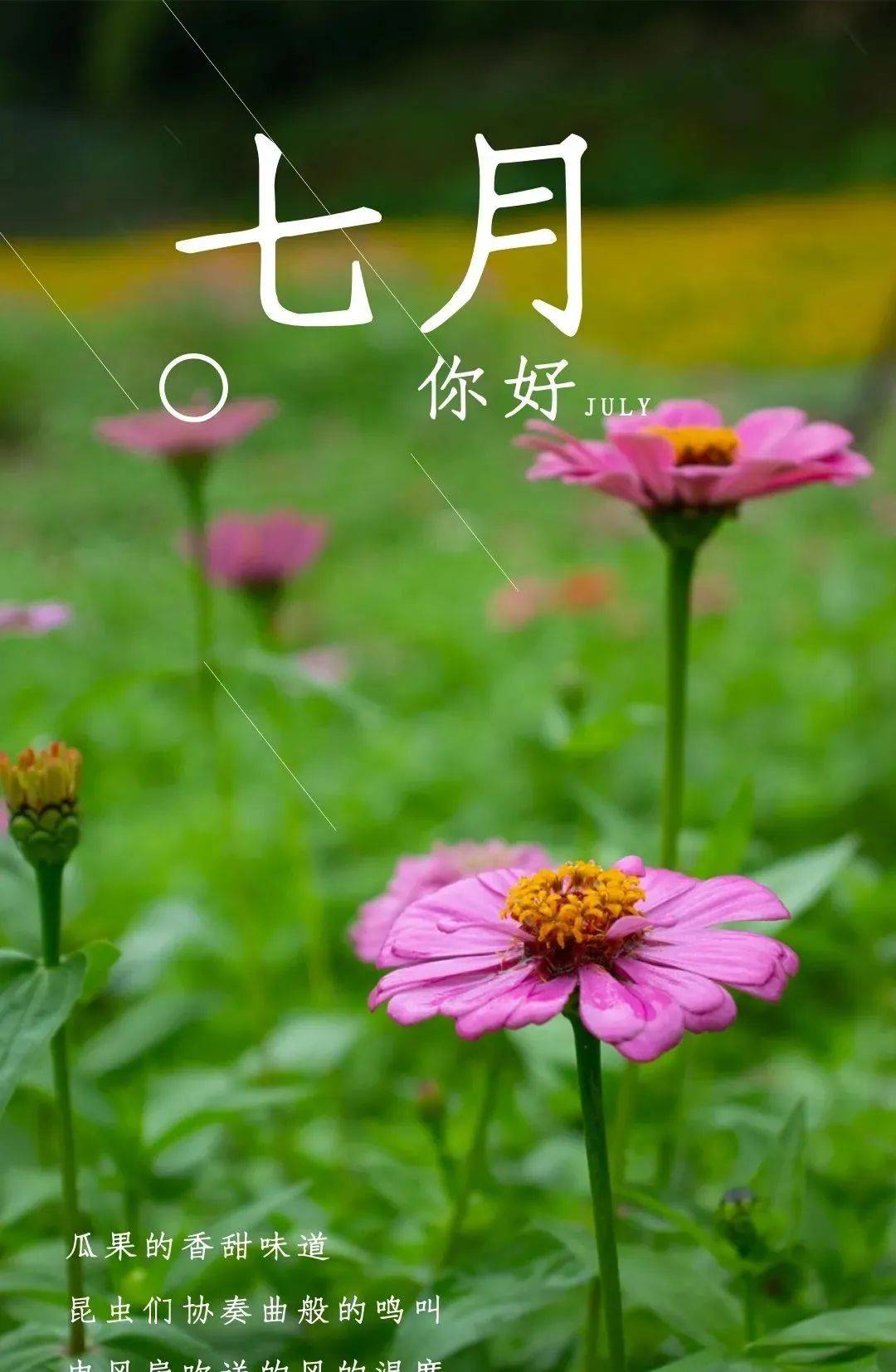 7月文案 | 7月你好6月再见 | 7月祝福语图片