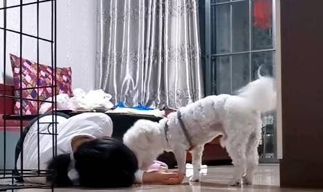 主人装晕，测试狗狗反应，哈士奇的反应让主人“雪上加霜” 