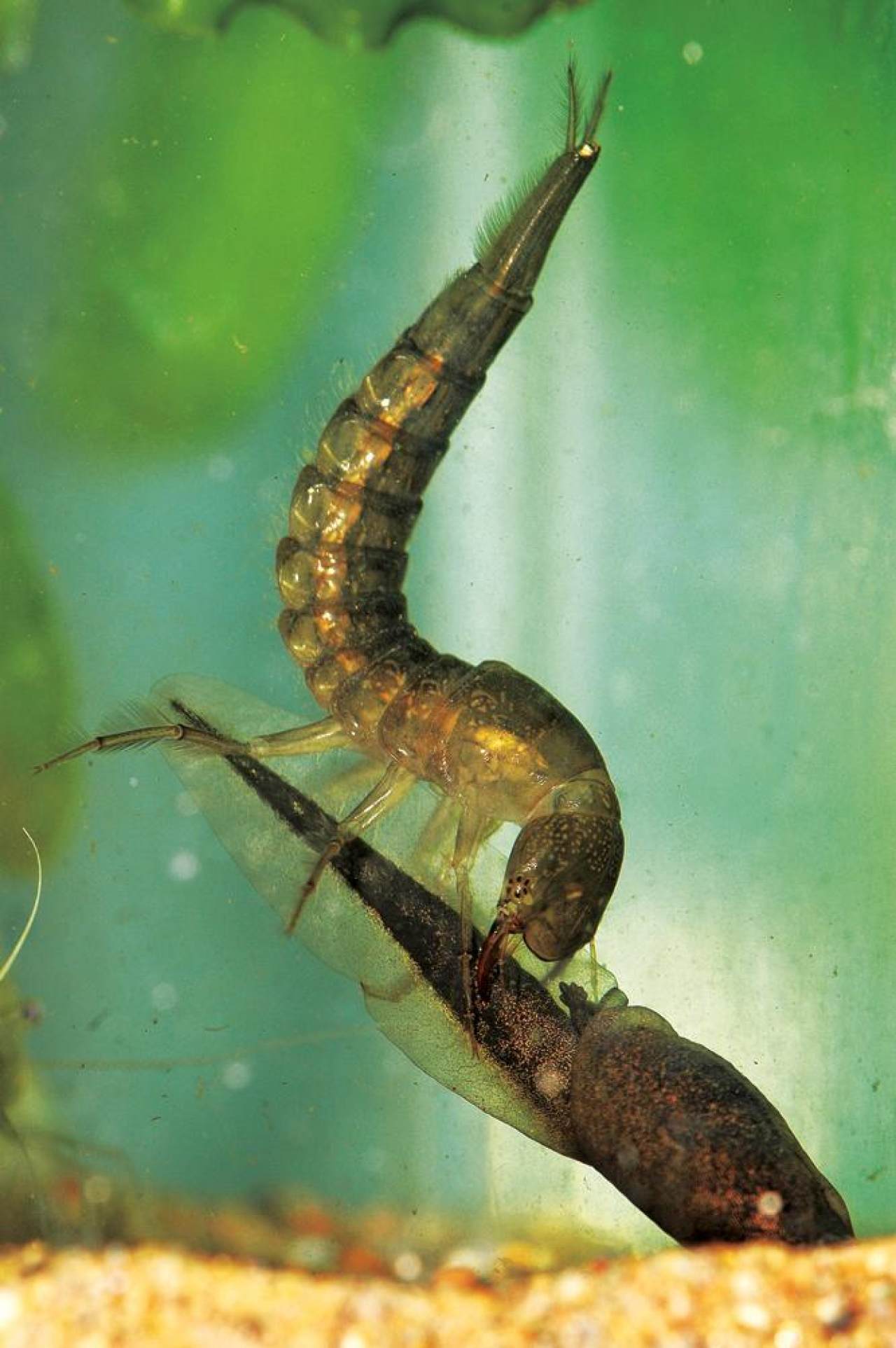 能上天能下水,能食用能入药,这小小的龙虱到底有多神_昆虫_猎物_幼虫