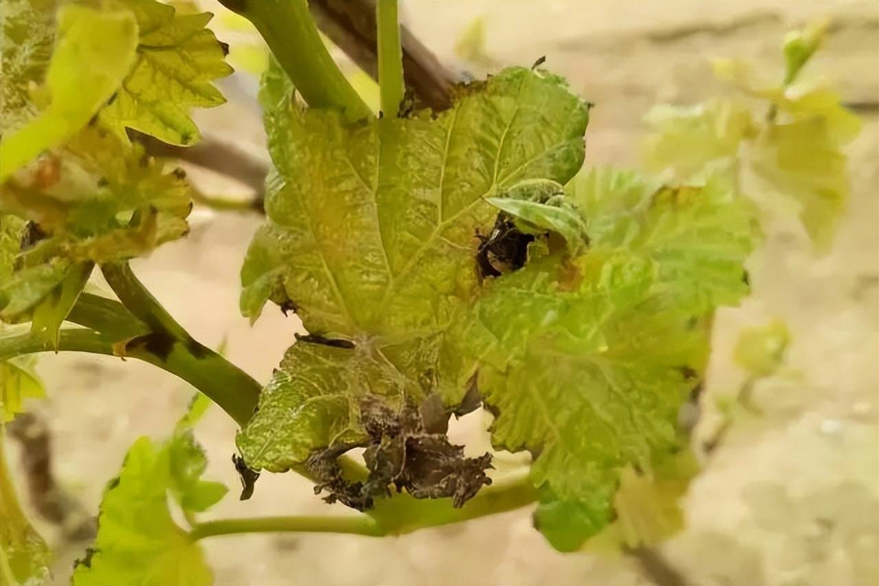 葡萄虫害总结篇——图文解说(含防治方法)_危害_叶片_药剂