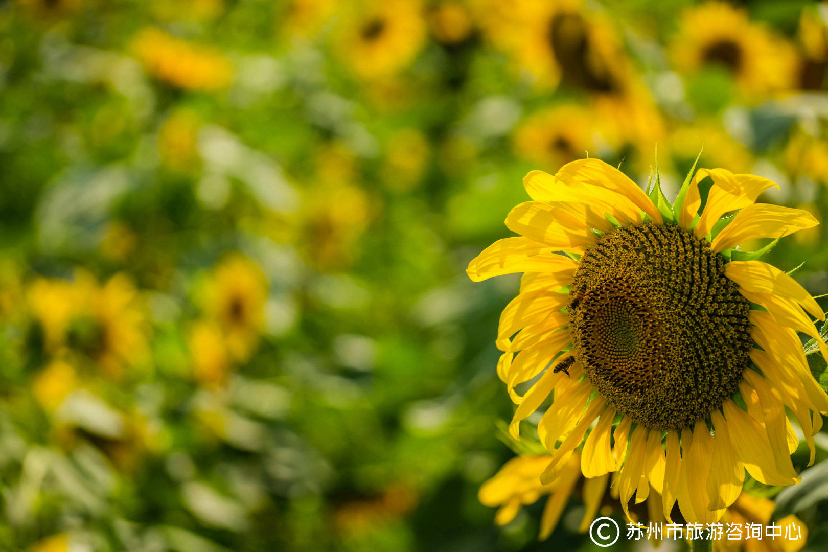 在苏州冯梦龙村，有一种夏天叫向日葵