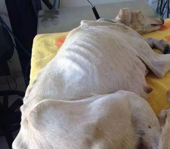 收养了只骨瘦如柴的流浪狗总是逃跑好心人好奇一看瞬间泪奔