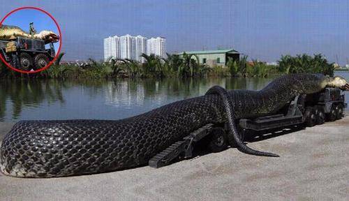 体型_眼镜蛇_蟒蛇