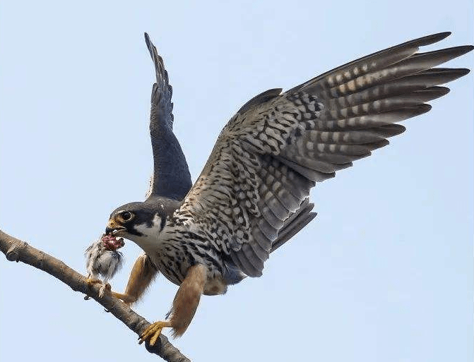 燕隼靠爆发力,楼燕靠持久力_鸟类_速度_猛禽