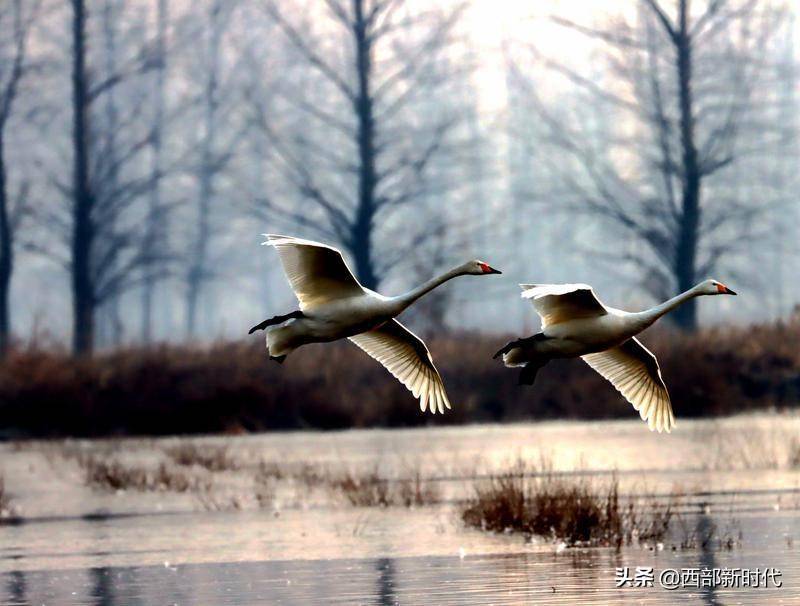原创生态好飞来圣洁鸟华山脚下300只白天鹅安家