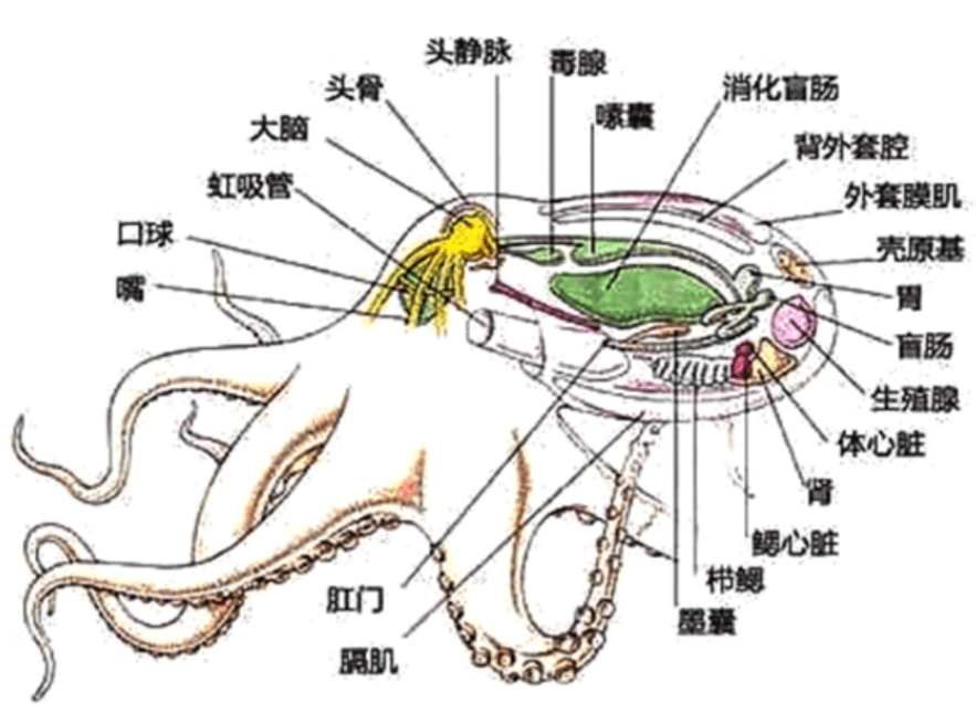 章鱼解剖图解图片