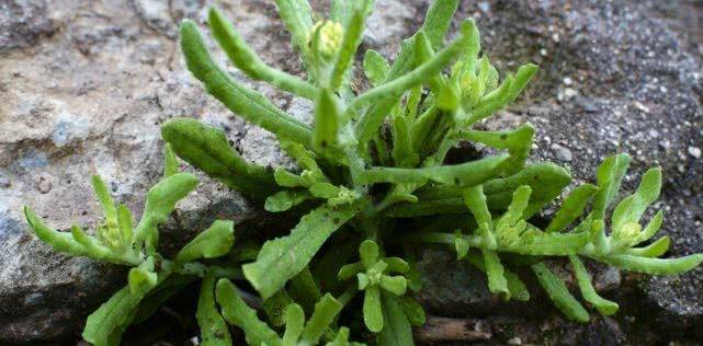 它叫做"鼠麴草"可食用也可药用,清明时节的佳品,可别错过_鼠曲草_美食