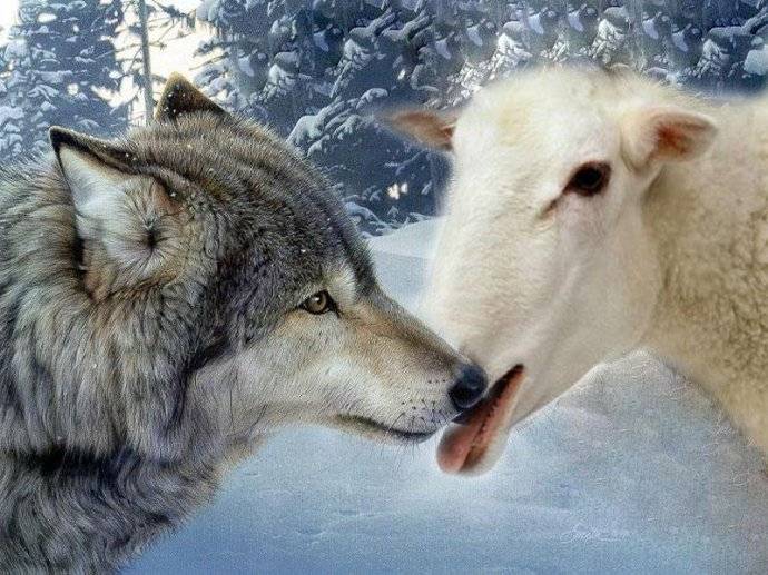 狼和羊的爱情图片图片