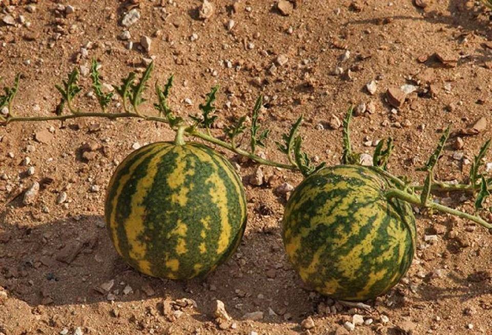 原创沙漠随处可见的西瓜外形圆润漂亮为什么当地人见了绕着走