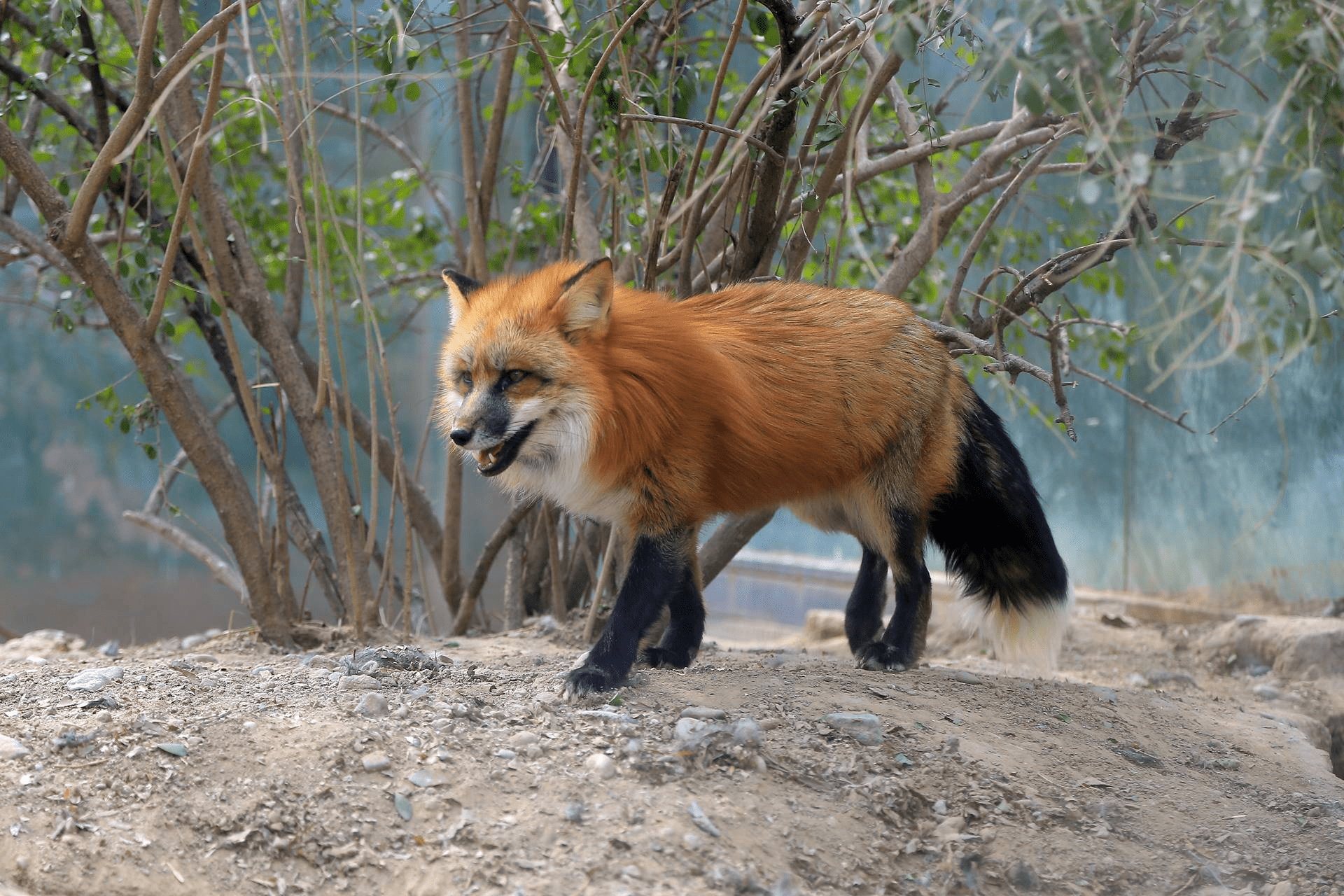 狐狸在我国并不罕见,但是生活在我国的狐狸大多是赤狐,沙狐和藏狐