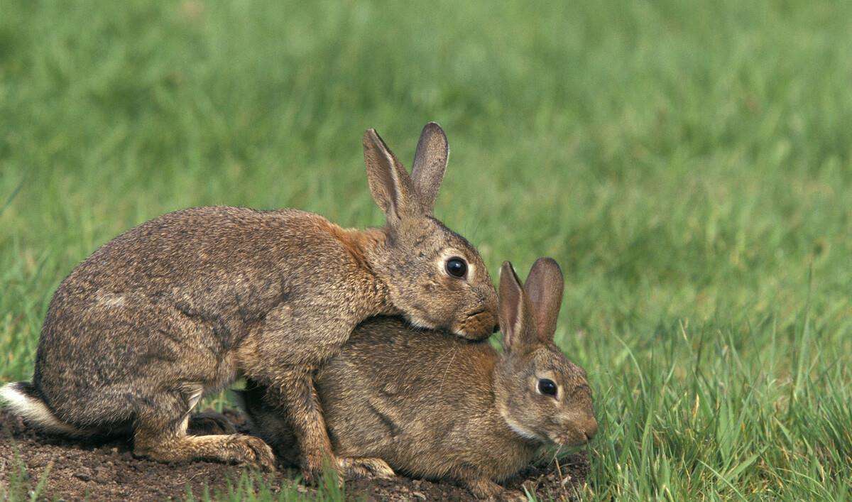 图十八兔子的整个发情时间也就三五天的功夫,发情周期在一个星期到半