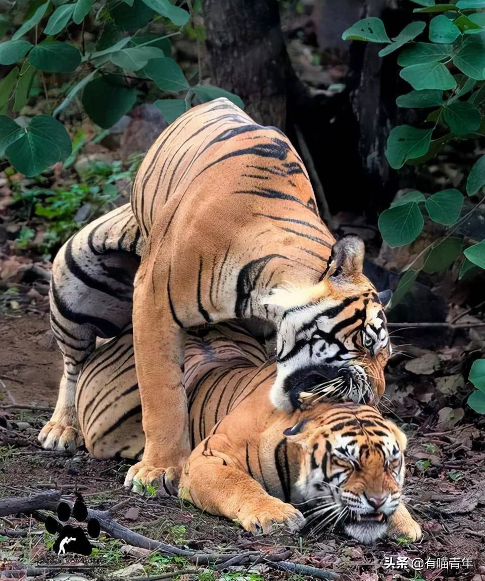 笑死,跑去国外的东北虎,又回来了_母虎_公虎_老虎