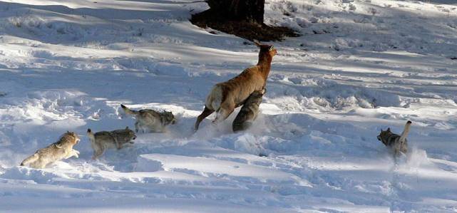 二,是为了在猎食之前和猎食过程中召集狼群