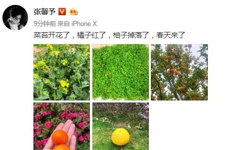 张馨予过起了田园生活 自家院子种满了蔬菜和水果 超大别墅曝光 猫猫 何捷 张馨予