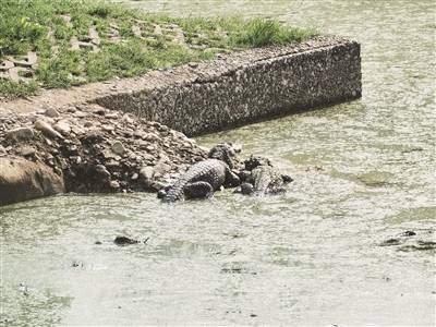 原创             安徽扬子鳄国家级自然保护区：近万只扬子鳄结束冬眠又“回来”啦