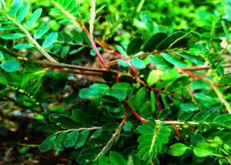 原创农村田野里的野草被称龙珠草有很好的清肝明目功效十分珍贵
