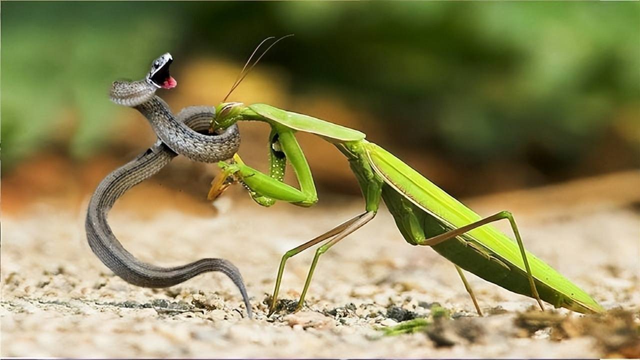 原创28张活久未见的照片酷似石榴的玉米凶狠的螳螂在和蛇打架