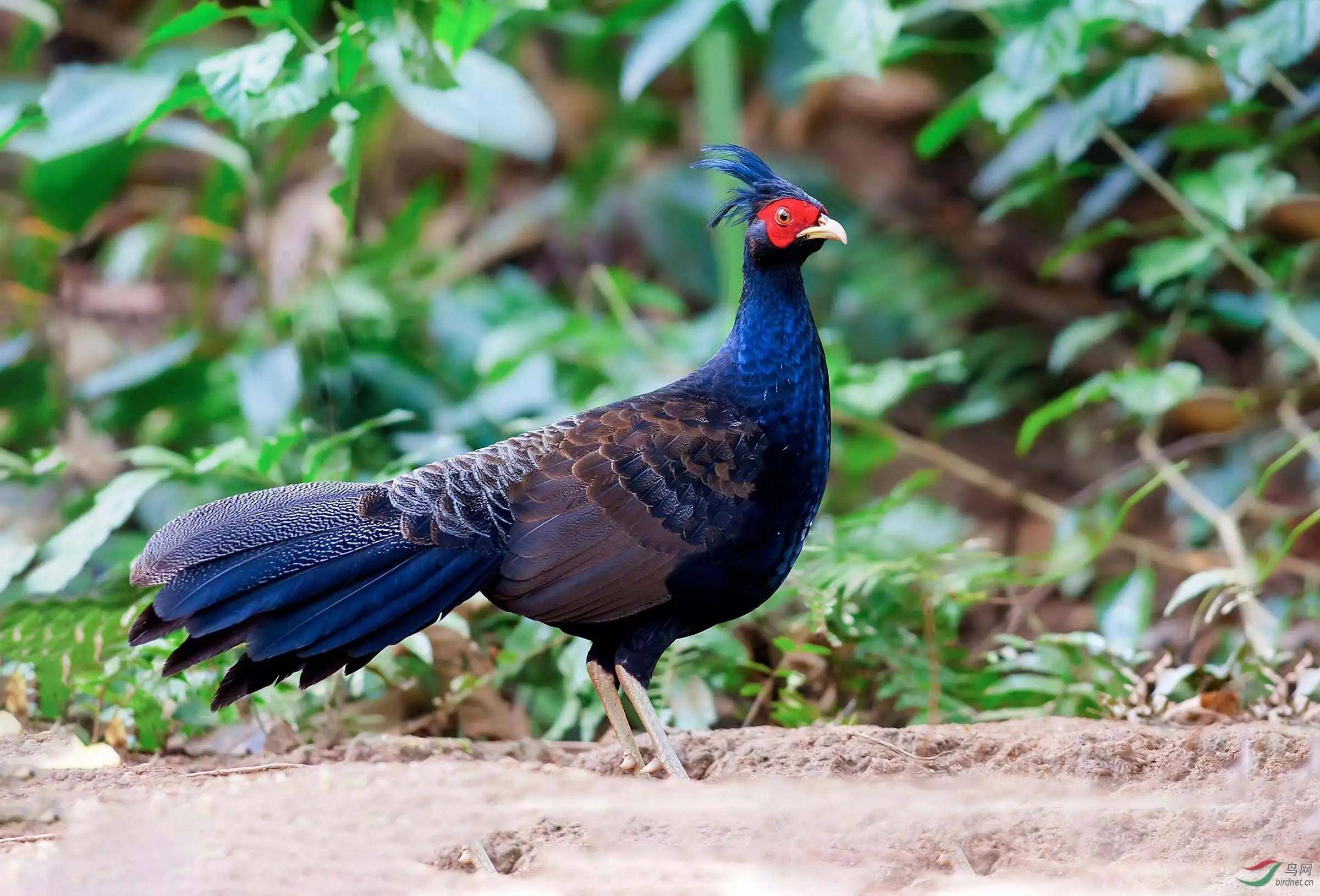 原创美丽的雉科动物图片欣赏是你意想不到的漂亮禽类