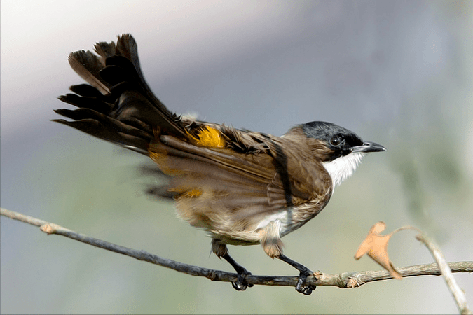 560张鸟儿高清图之鸣禽(一)_金丝雀_朱雀_鸟类
