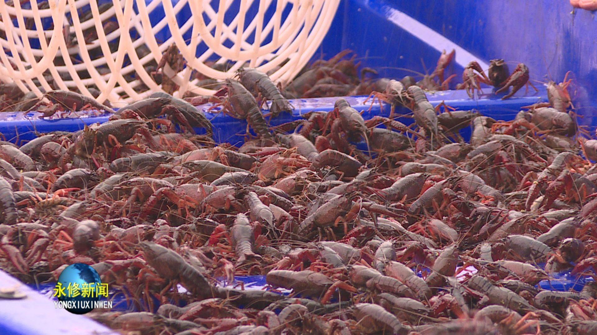 江西永修打造"中国生态小龙虾之乡"_发展_永修县_全县