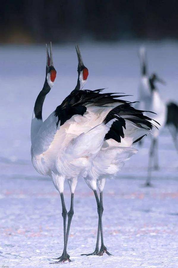 原创仙气飘飘优雅高贵的仙鹤白鹤灰冠鹤等鹤类欣赏