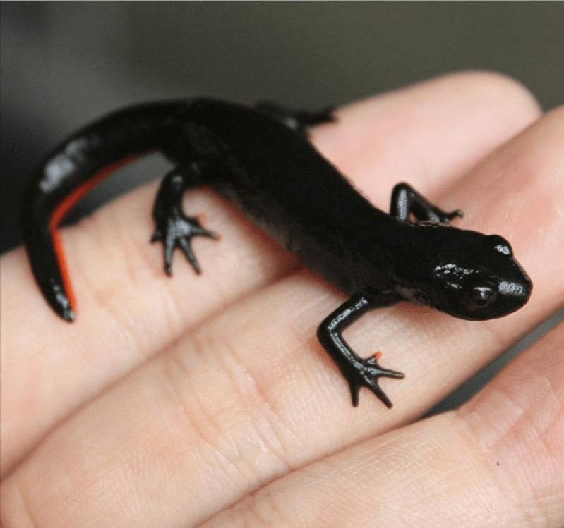 壁虎真有毒?原来它"深藏不露"_动物_女子_尿液